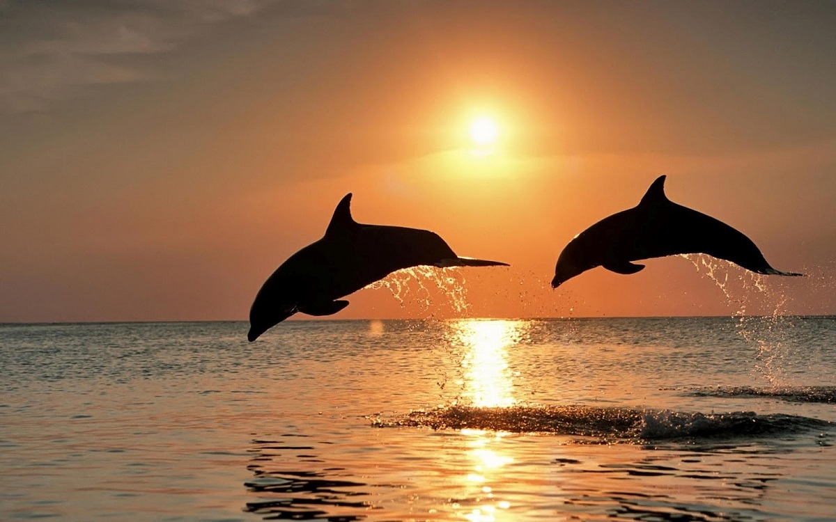Sunset & Dolphins
